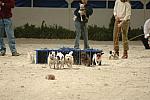 2-WIHS-10-28-05-Terriers-DDPhoto.JPG