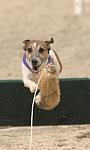 730-Terriers-WIHS-10-27-06-&copy;DeRosaPhoto.JPG
