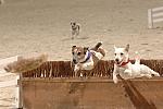 731-Terriers-WIHS-10-27-06-&copy;DeRosaPhoto.JPG