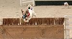 733-Terriers-WIHS-10-27-06-&copy;DeRosaPhoto.JPG