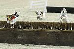 WIHS-10-23-09-DER_7281-Terriers-DDeRosaPhoto.jpg