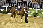 WEG-Reining-8-30-14-0000727-MandyMcCutcheon-YellowJersey-USA-DDeRosaPhoto