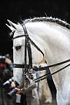 WorldCup-4-16-09-Dressage-985-DDeRosaPhoto.jpg